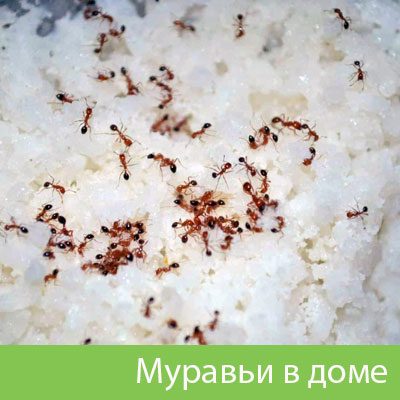 Муравьи в доме в Ижевске